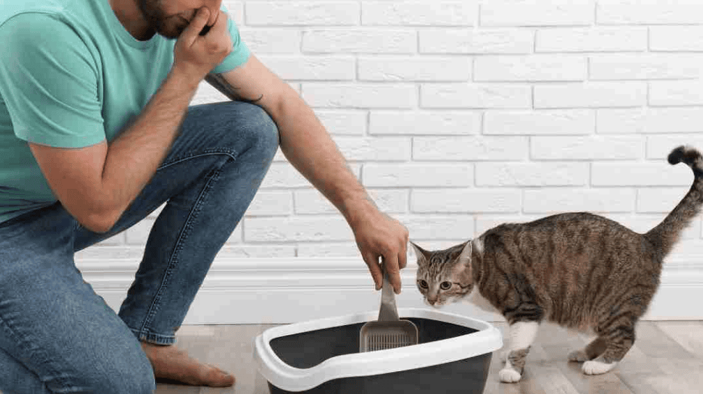 Почему кошачий лоток плохо пахнет после уборки?